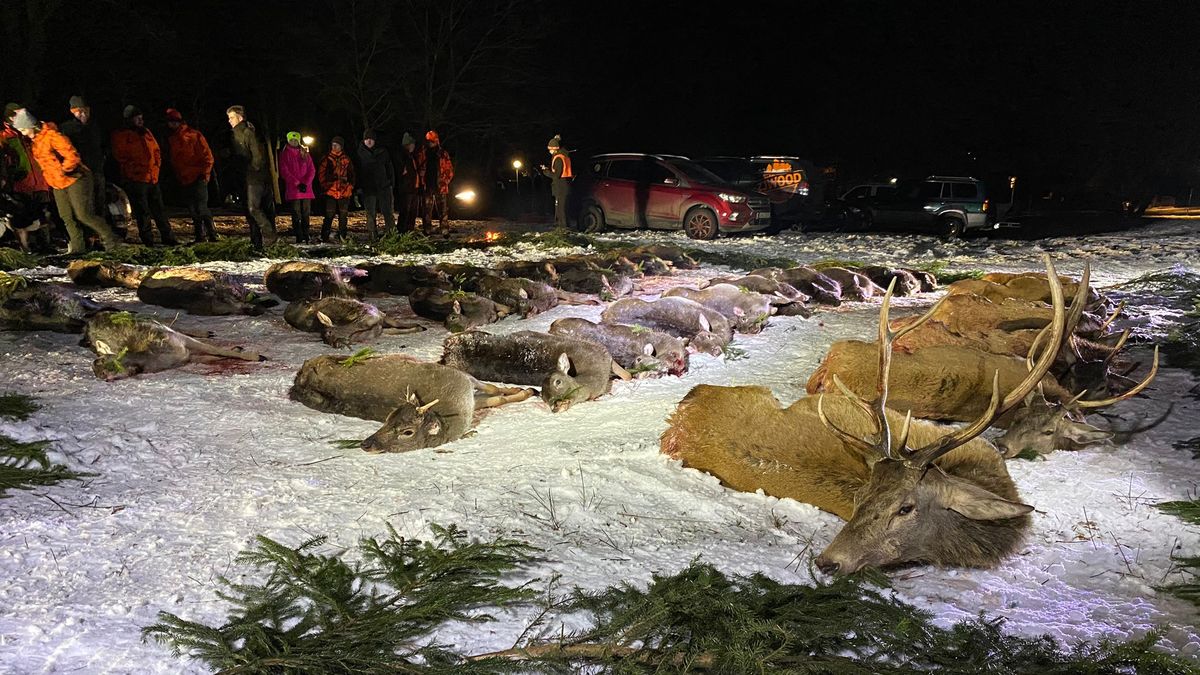 Zvěř bez označení, hlavy laní v remízku. Co se dělo v honitbě u Mimoně